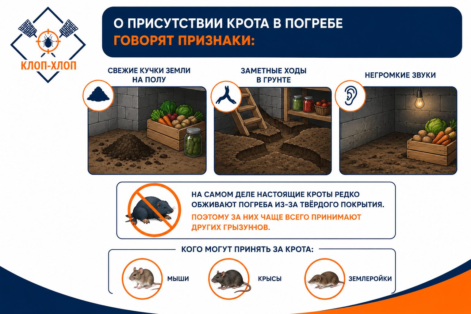 Как обнаружить присутствие крота в погребе