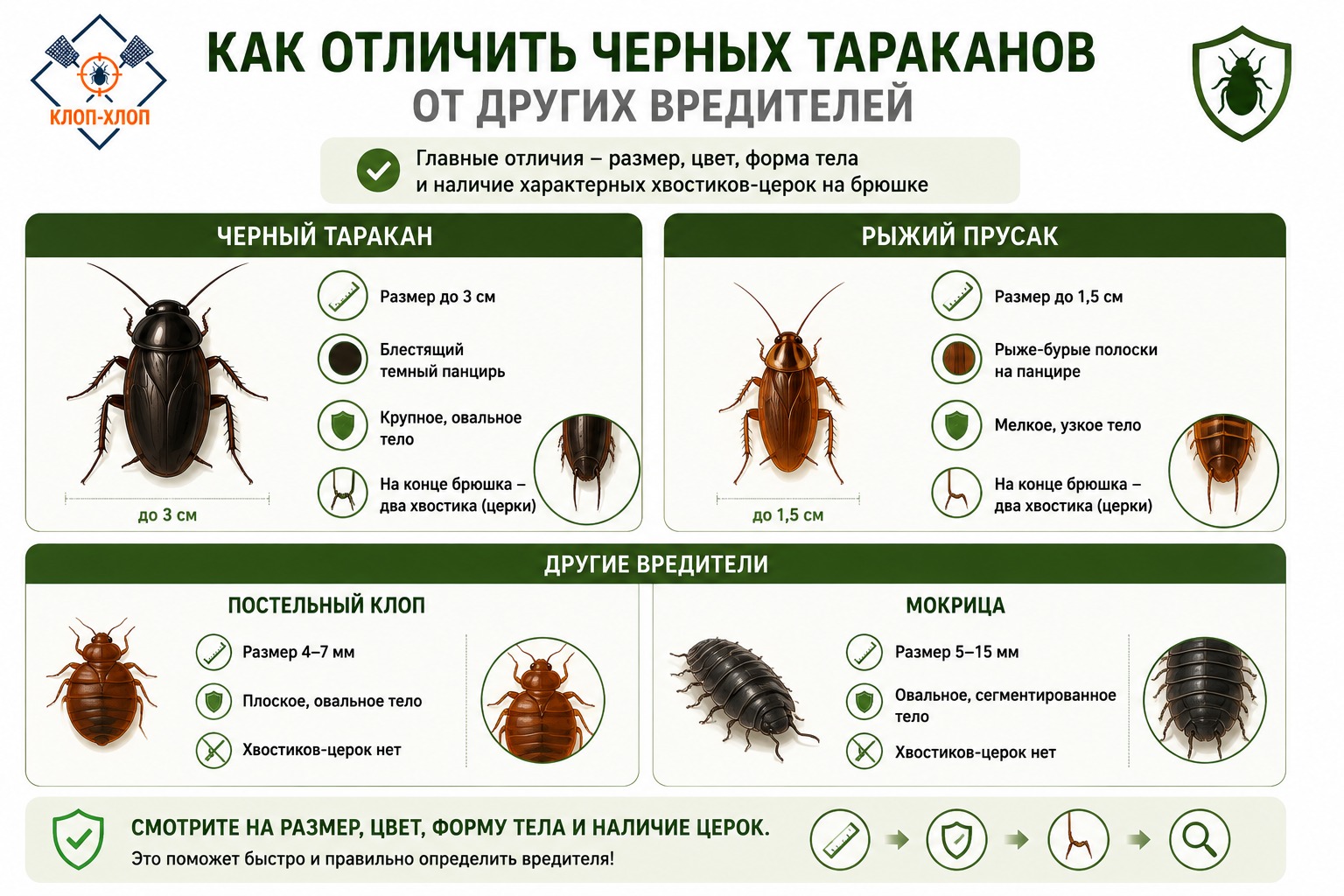как отличить черных тараканов от других