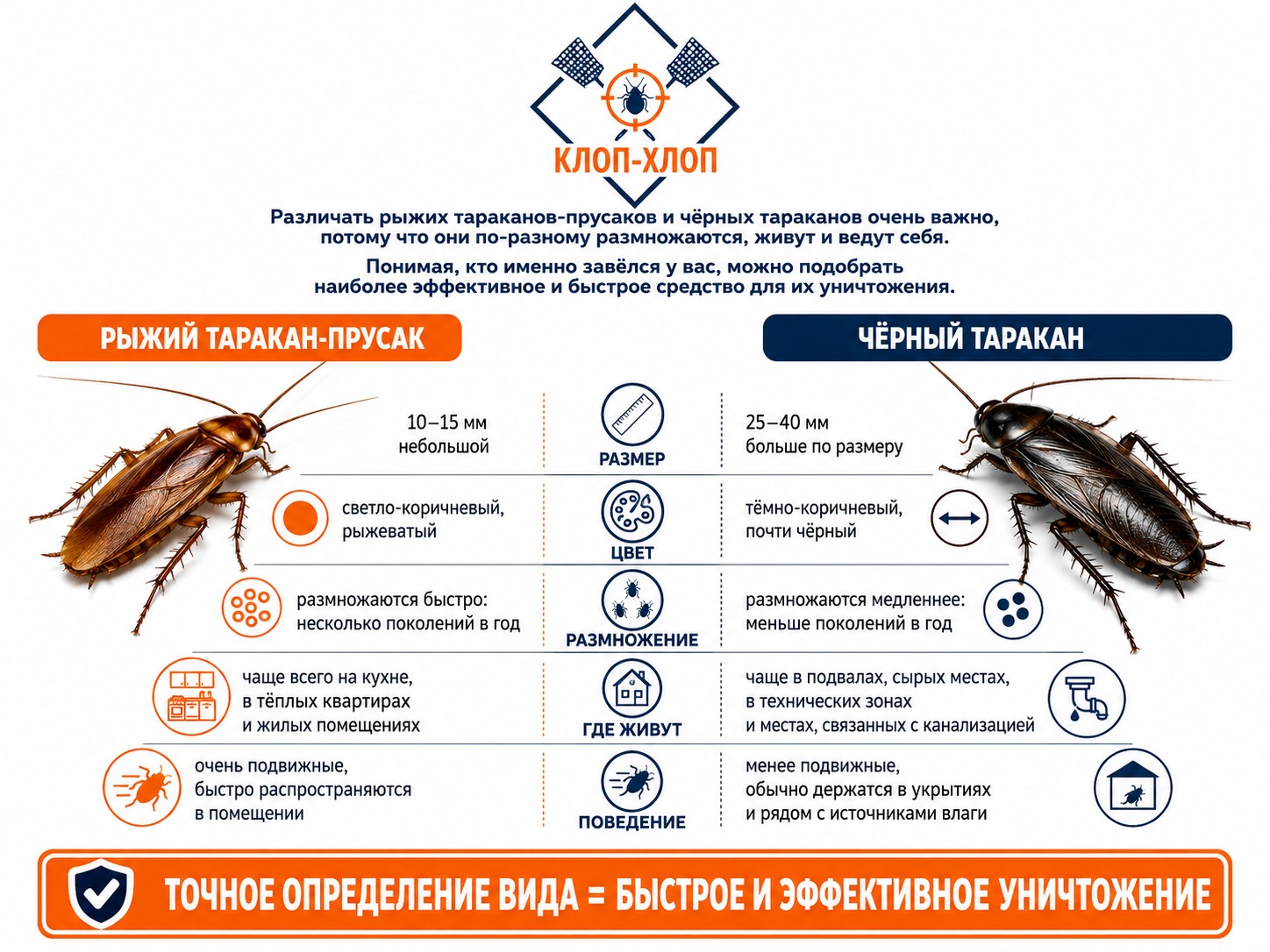 Рыжие против черных: почему важно различать виды?
